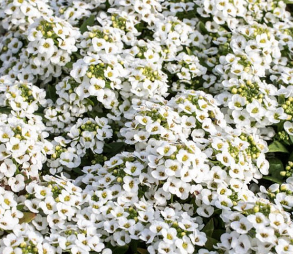 Alyssum &#39;Snow Crystals&#39; - 6pk