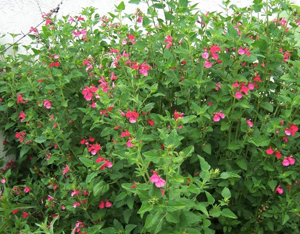 Salvia Microphylla (Delta Leaf Sage) - 5g
