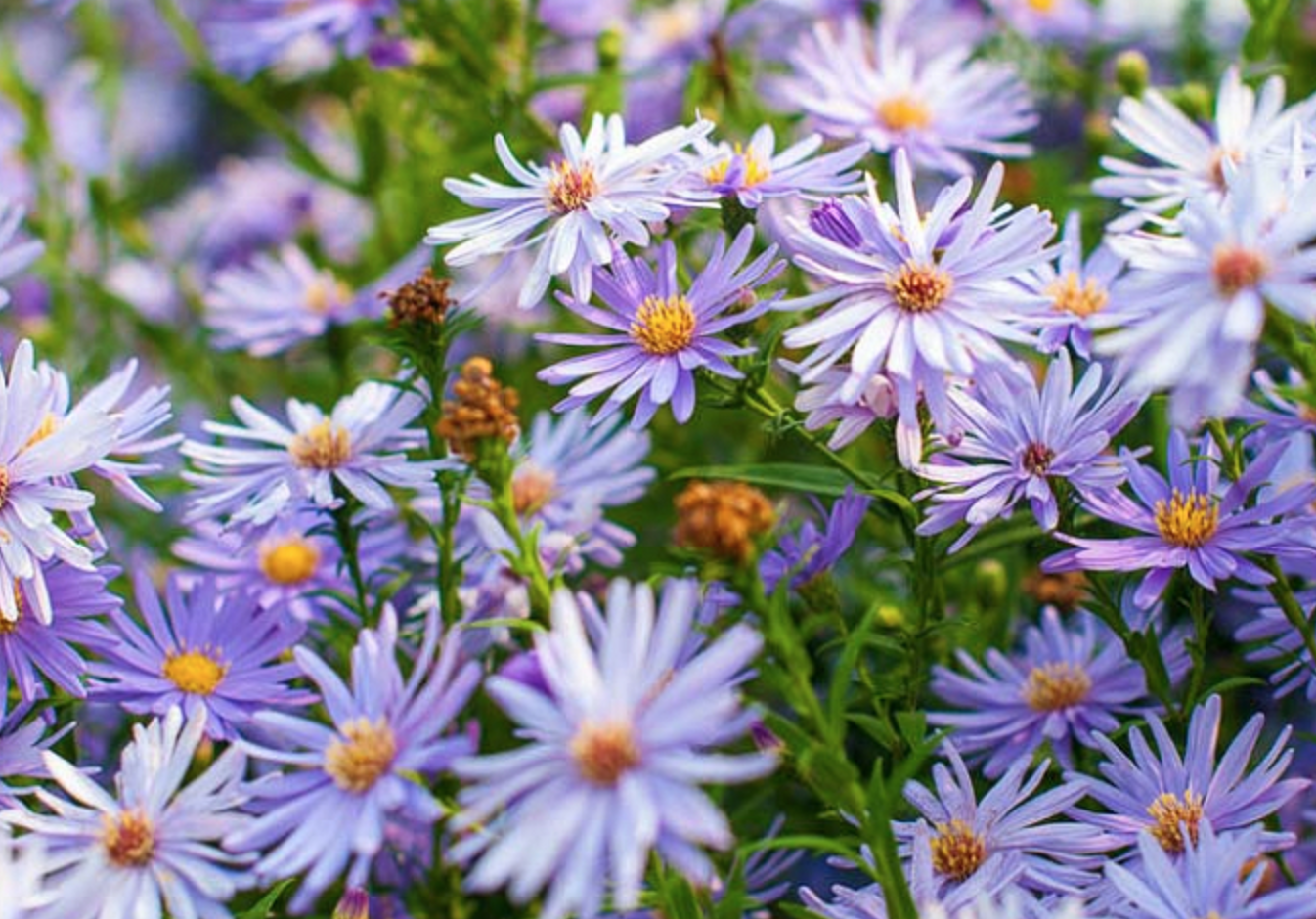 Aster &#39;Little Carlow&#39; - 1gal