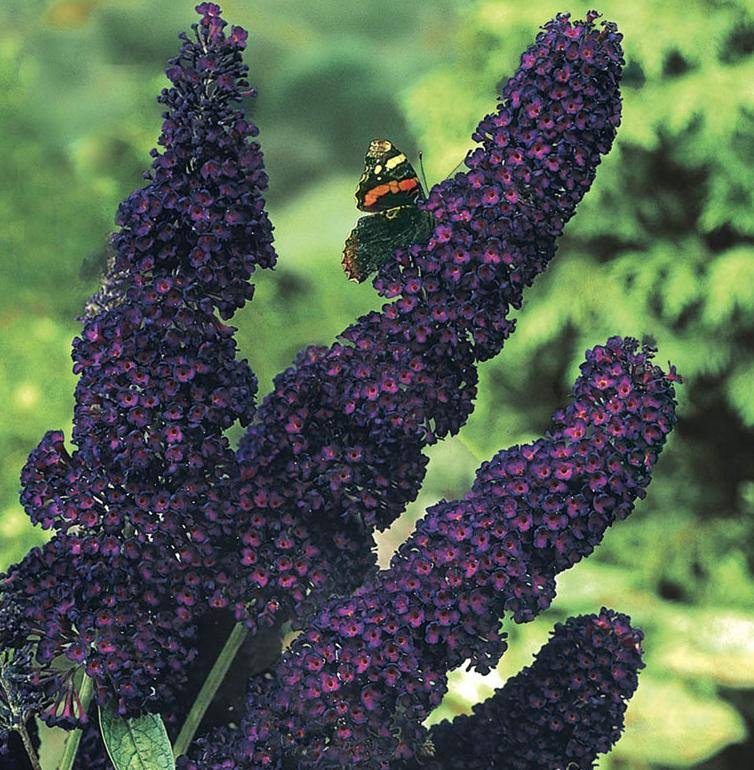 Buddleia Black Knight - 5g