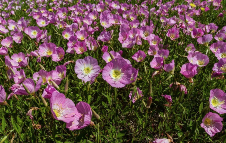 Mexican Primrose -1g