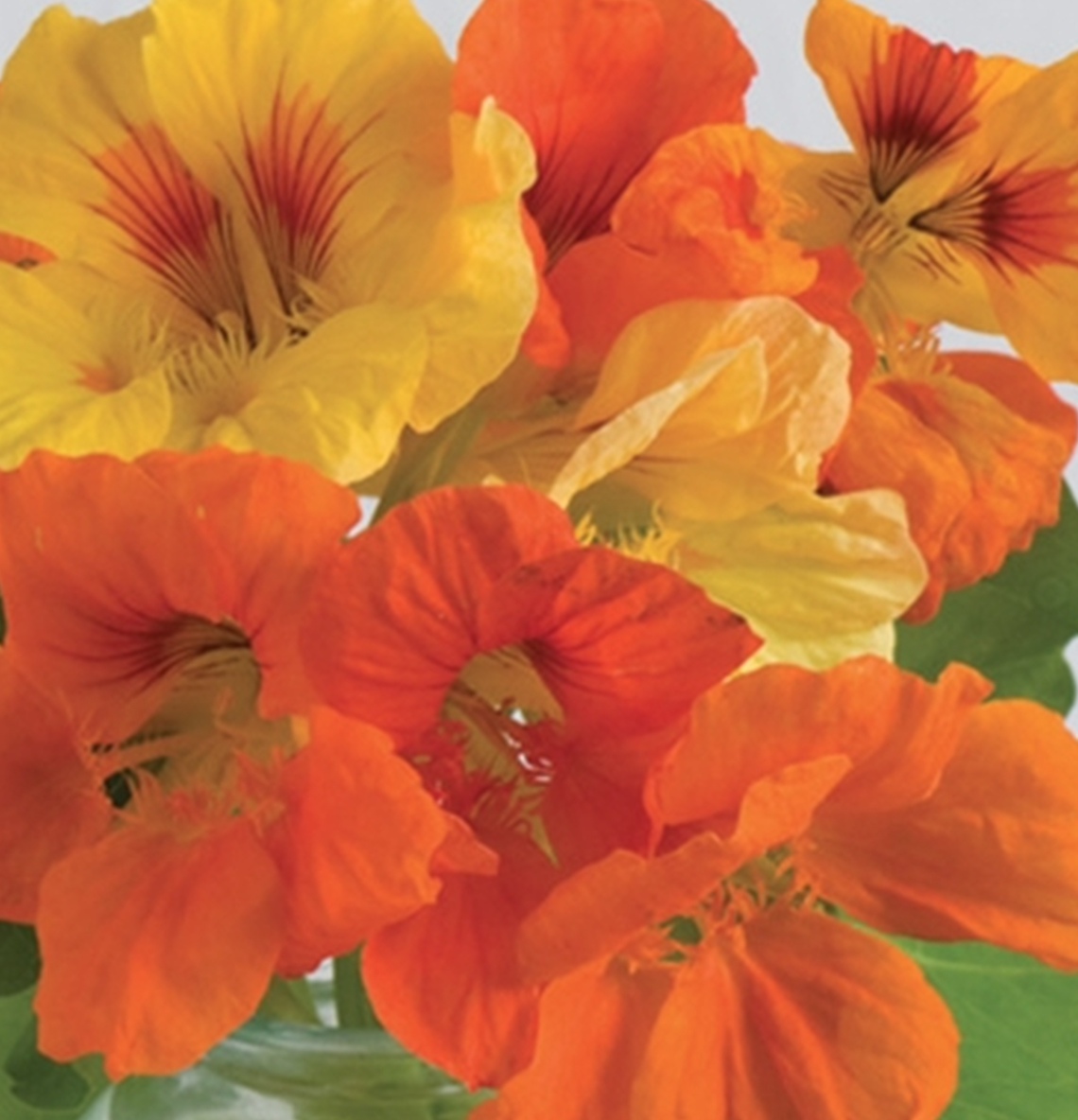 Nasturtium &#39;Kaleidoscope Mix&#39; - 6pk
