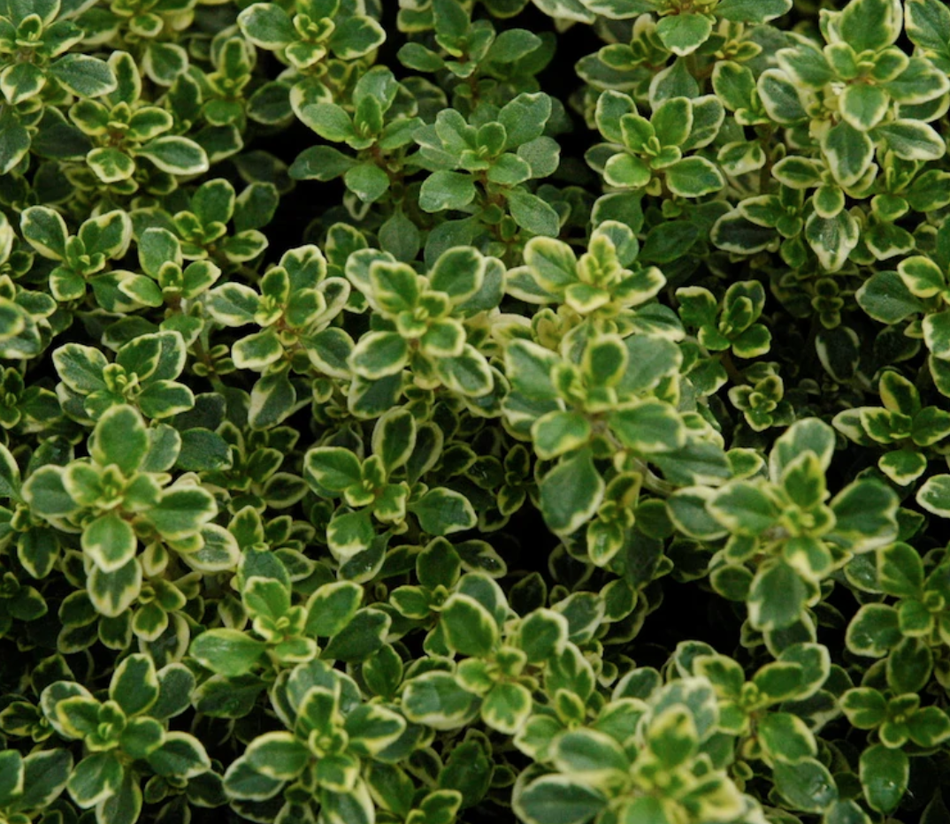 Thyme &#39;Lemon&#39; - 4&quot;