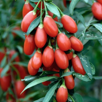 Goji Berry - 1g