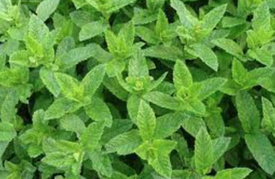 Peppermint - 4&quot;