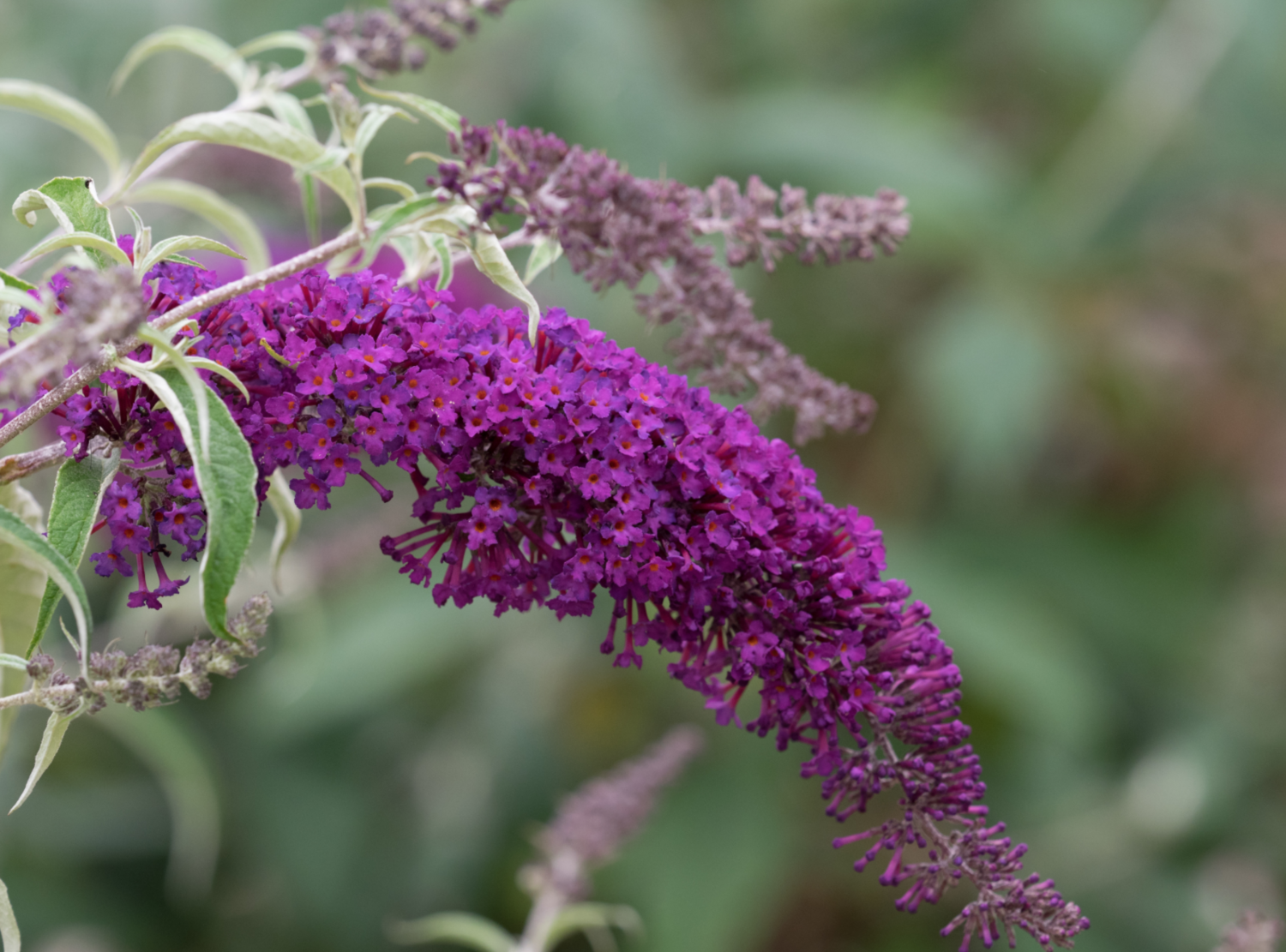Buddleia &#39;Nanho Purple&#39; - 5g