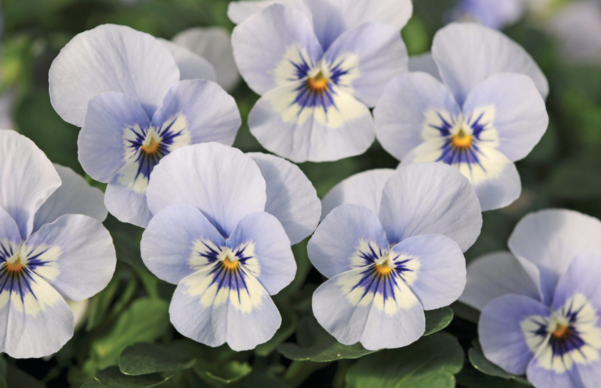 Viola &#39;Sorbet Marina&#39; - 6pk
