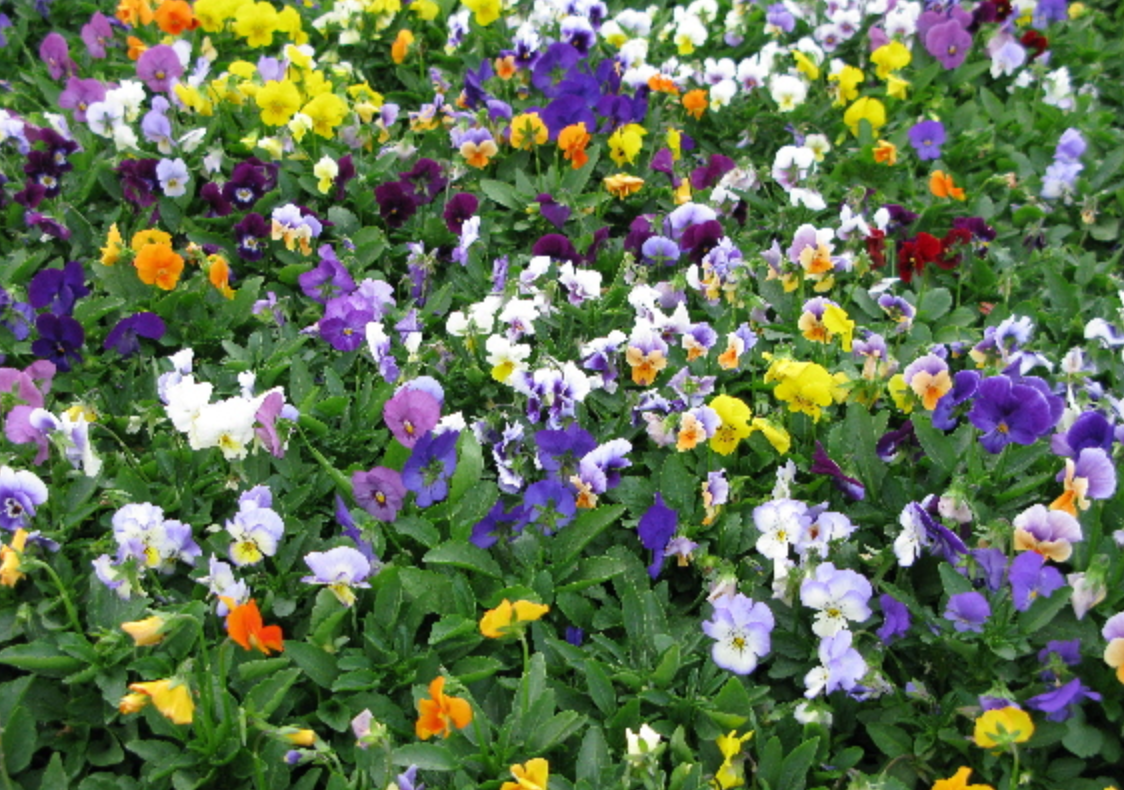 Viola &#39;Penny Lane Mix&#39; - 6pk