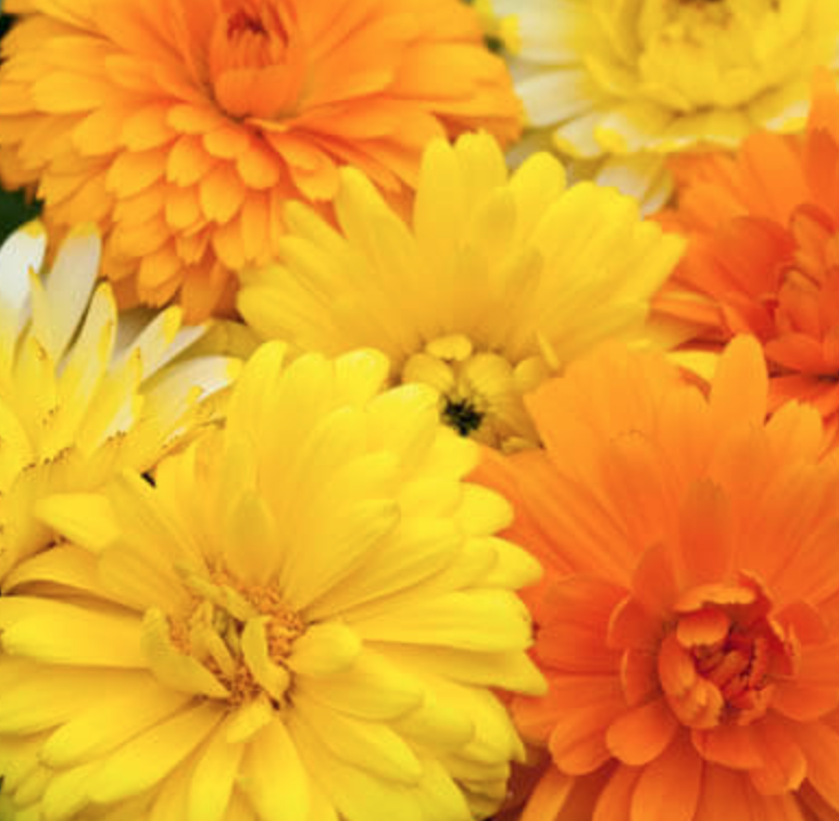 Calendula &#39;Costa Mix&#39; - 6pk