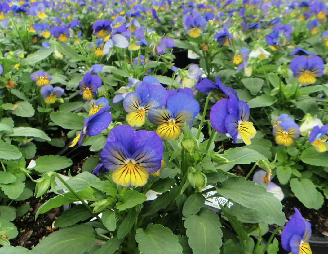 Viola &#39;Sorbet Morpho&#39; - 6pk