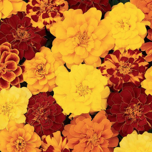 Marigold &#39;Durango Mix&#39; - 6pk