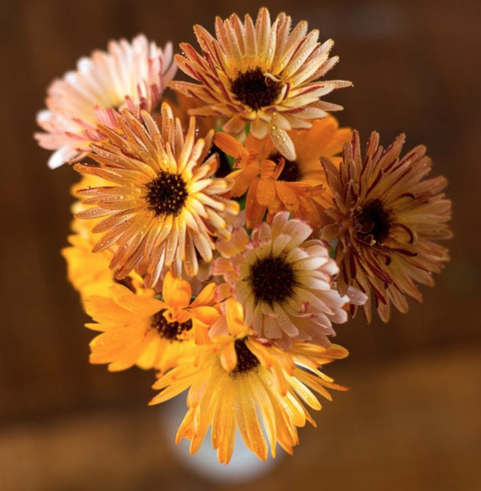 Calendula &#39;Touch of Red&#39; - 6 pack