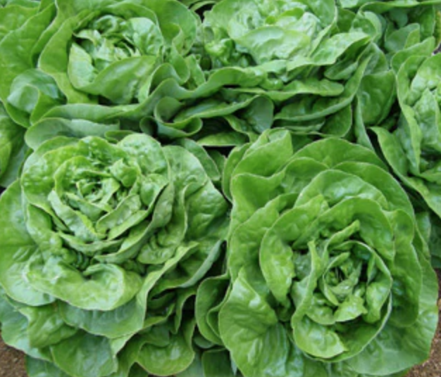 Lettuce &#39;Bibb Adriana&#39;- 6pk