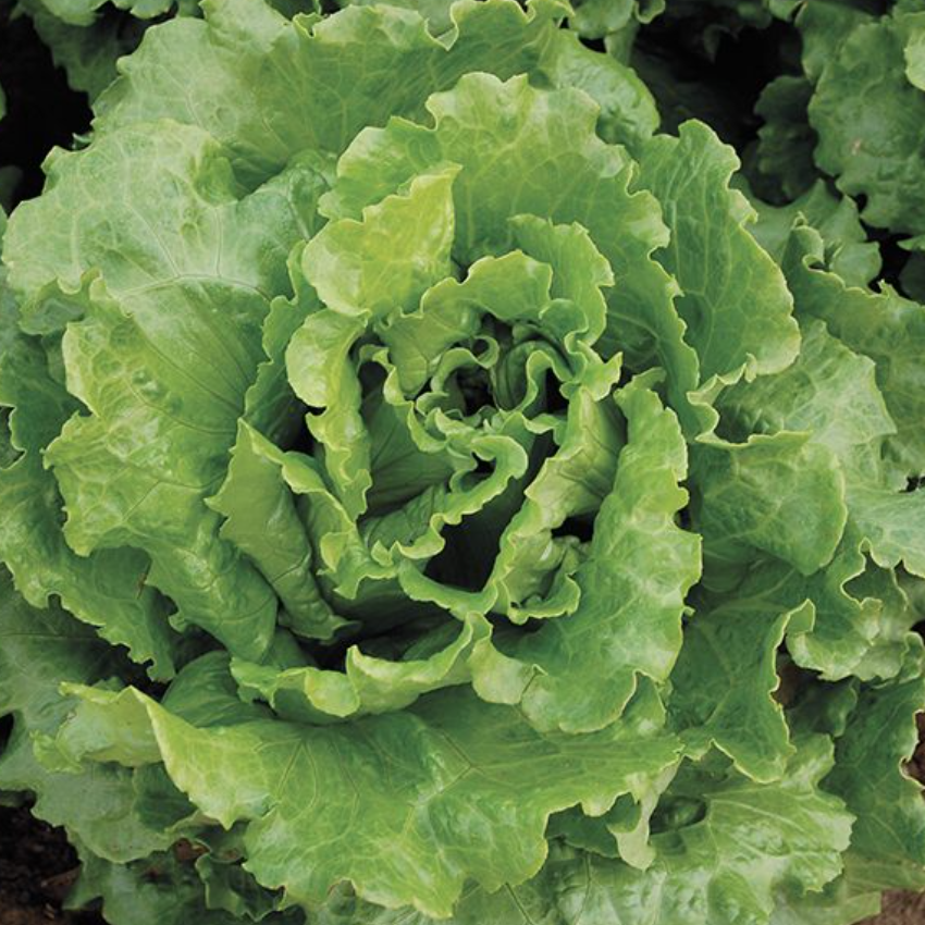 Lettuce &#39;Batavian Nevada&#39; - OG - 6pk