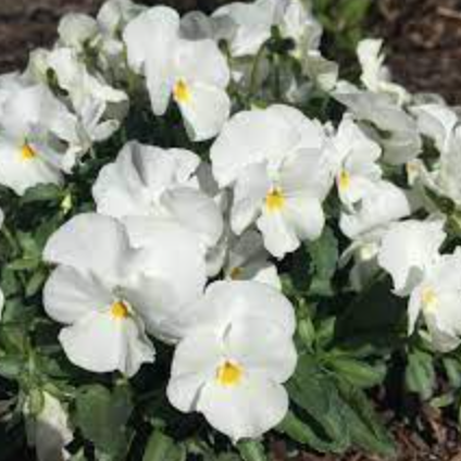 Viola &#39;Penny White&#39; - 4&quot;