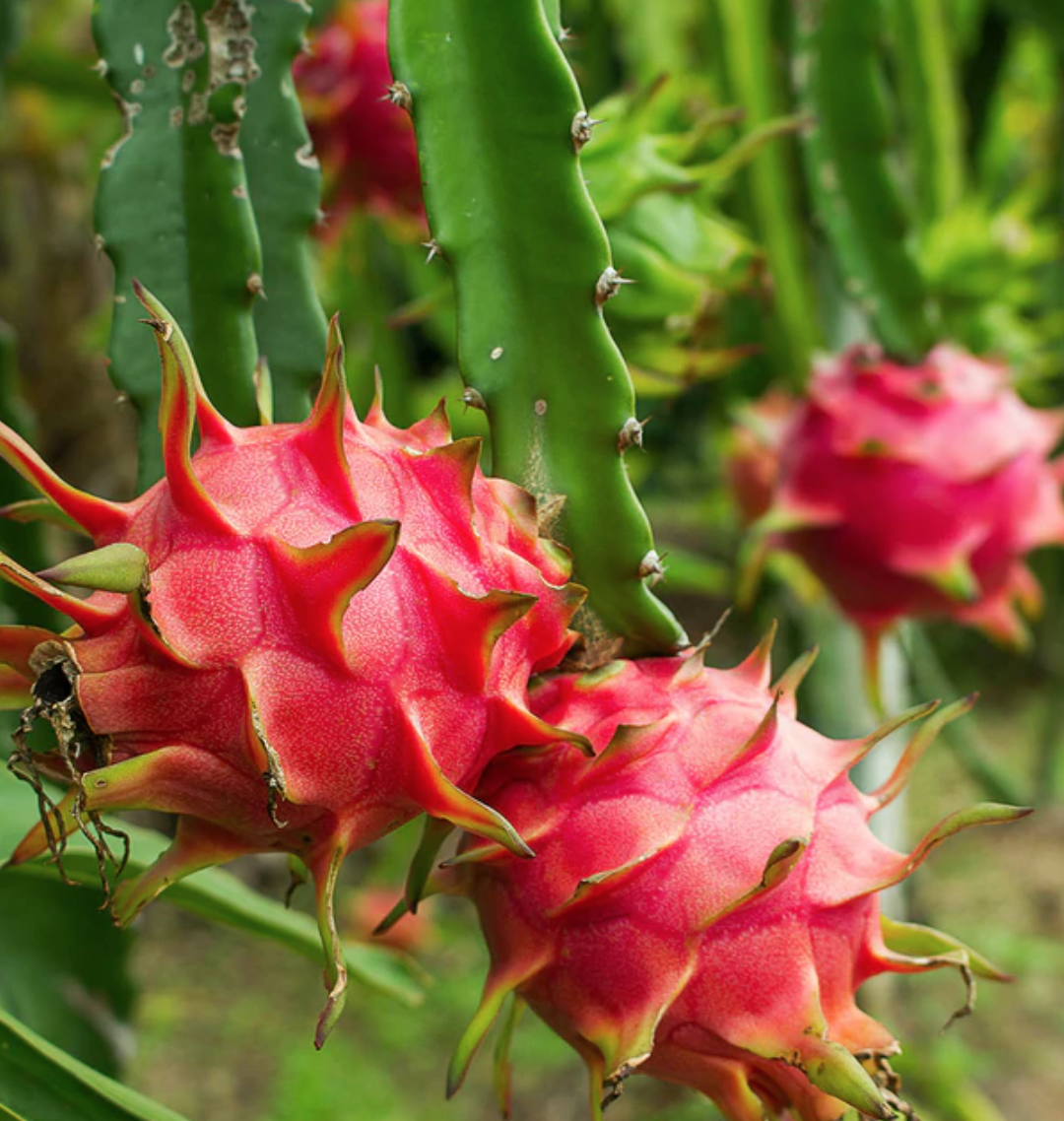Dragon Fruit - 5 gal