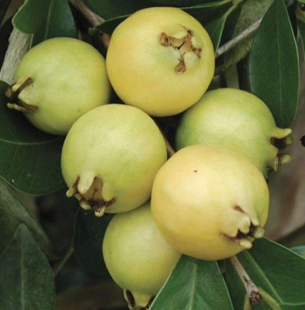 Yellow Lemon Guava - 5g