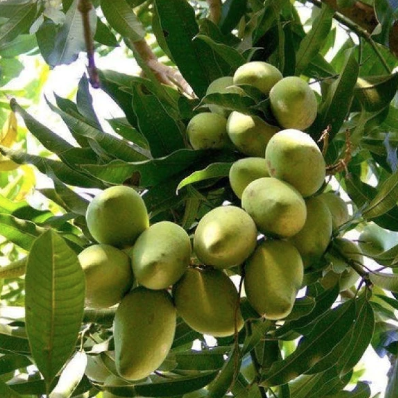 Manila Mango - 5g