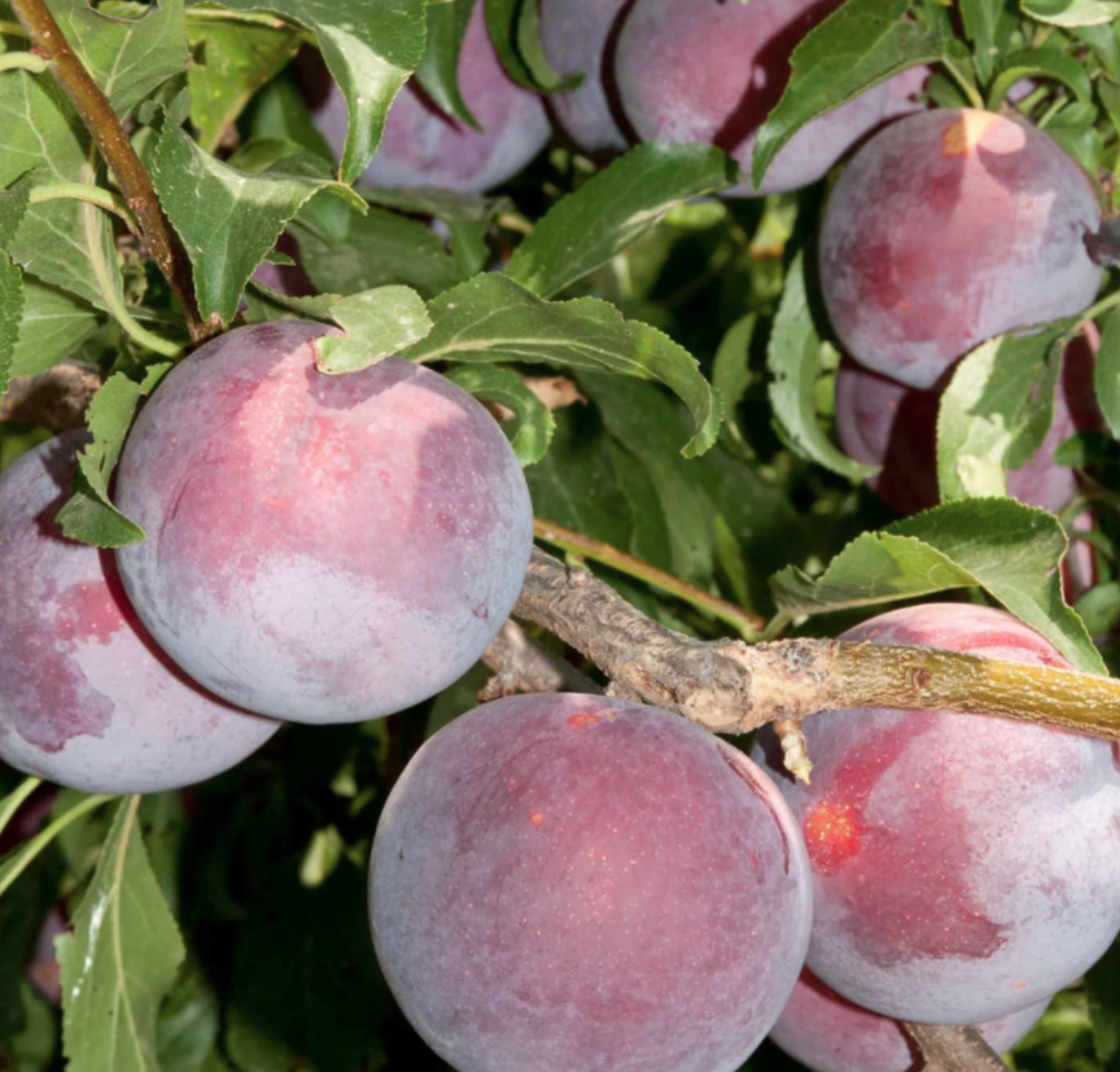 Plum - Weeping Santa Rosa - 15g