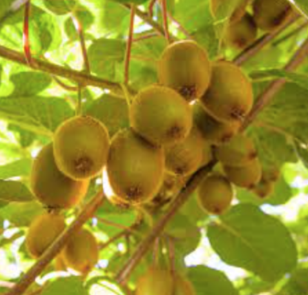 Fuzzy Kiwi &#39;Vincent&#39; (Female) - 1 gal