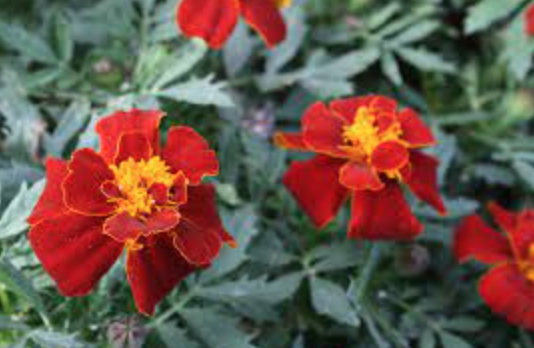 Marigold - Safari Red - 4&quot;