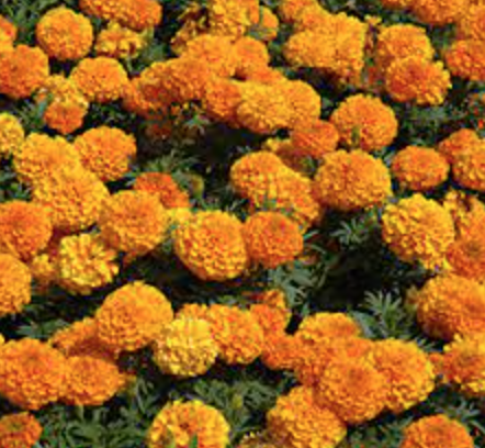 Marigold &#39;Taishan Orange&#39; - 4&quot;