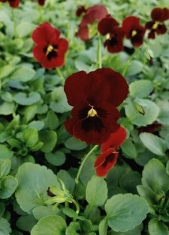 Viola &#39;Penny Red Blotch&#39; - 6pk