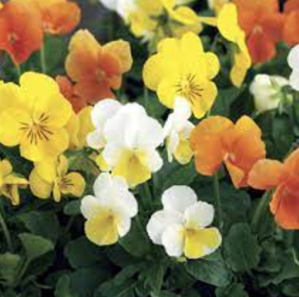 Viola &#39;Penny Citrus Mix&#39; - 4&#39;