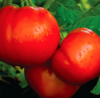 Celebrity Tomato - 6pk