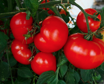 Tomato &#39;Early Girl&#39; - 4&quot; CG