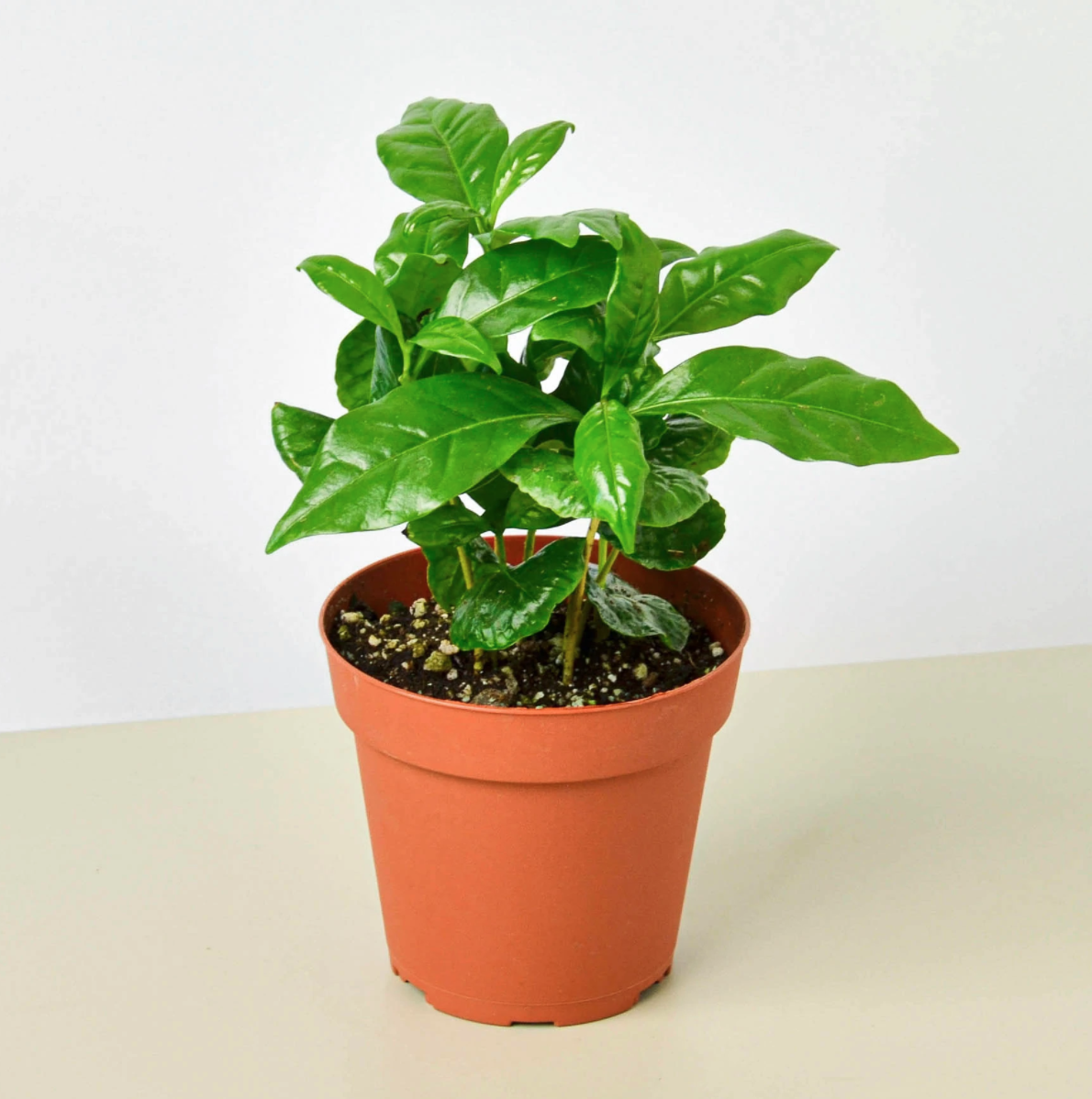 Coffee Plant - 4&quot;