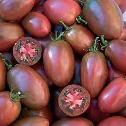Tomato &#39;Purple Russian&#39; - 4&quot;