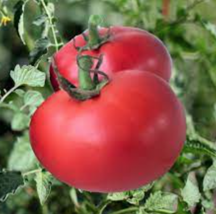 Long Keeper Tomato - 4&quot;