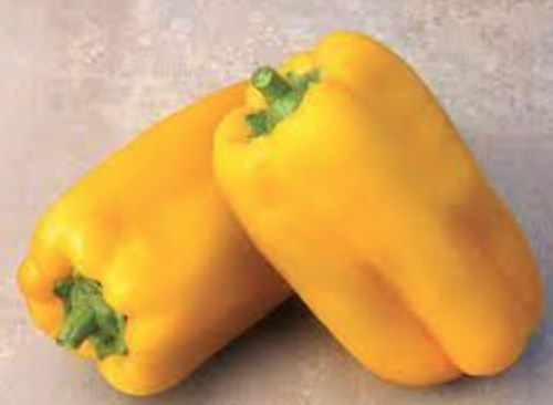 Midas Gold Bell Pepper- 4&quot;
