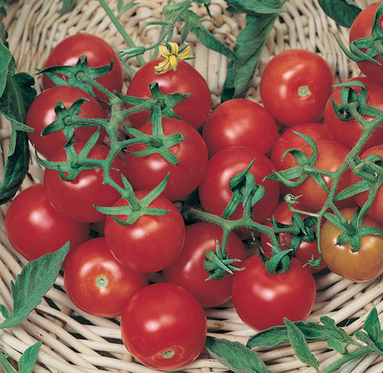 Tomato &#39;Large Red Cherry&#39; - 1g