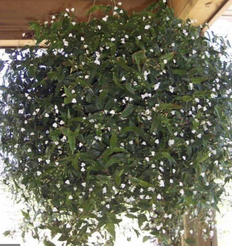 Hanging Bridal Veil - 6&quot;