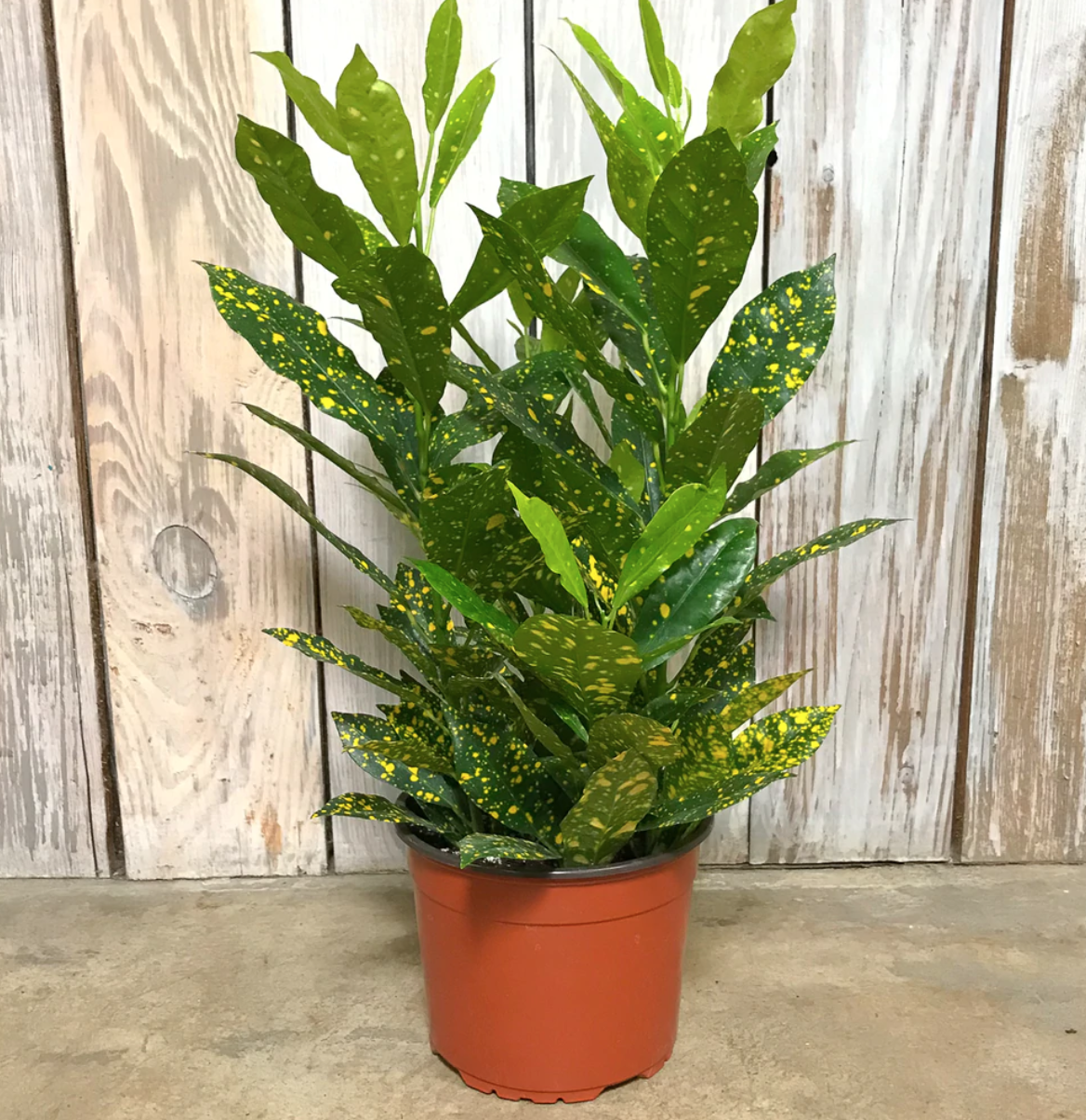 Codiaeum variegatum &#39;Gold Dust&#39; - 6&quot; (Croton)