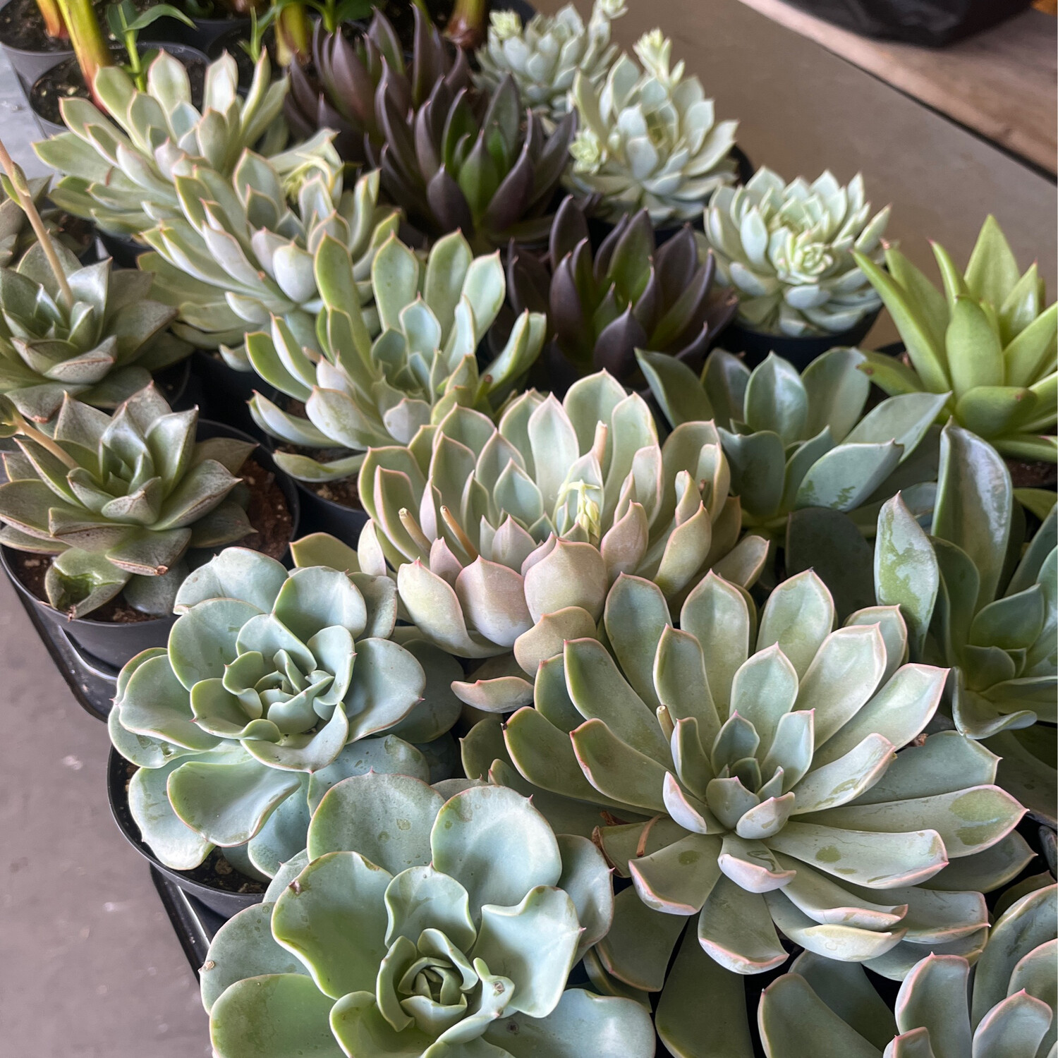 Succulents - 4&quot;
