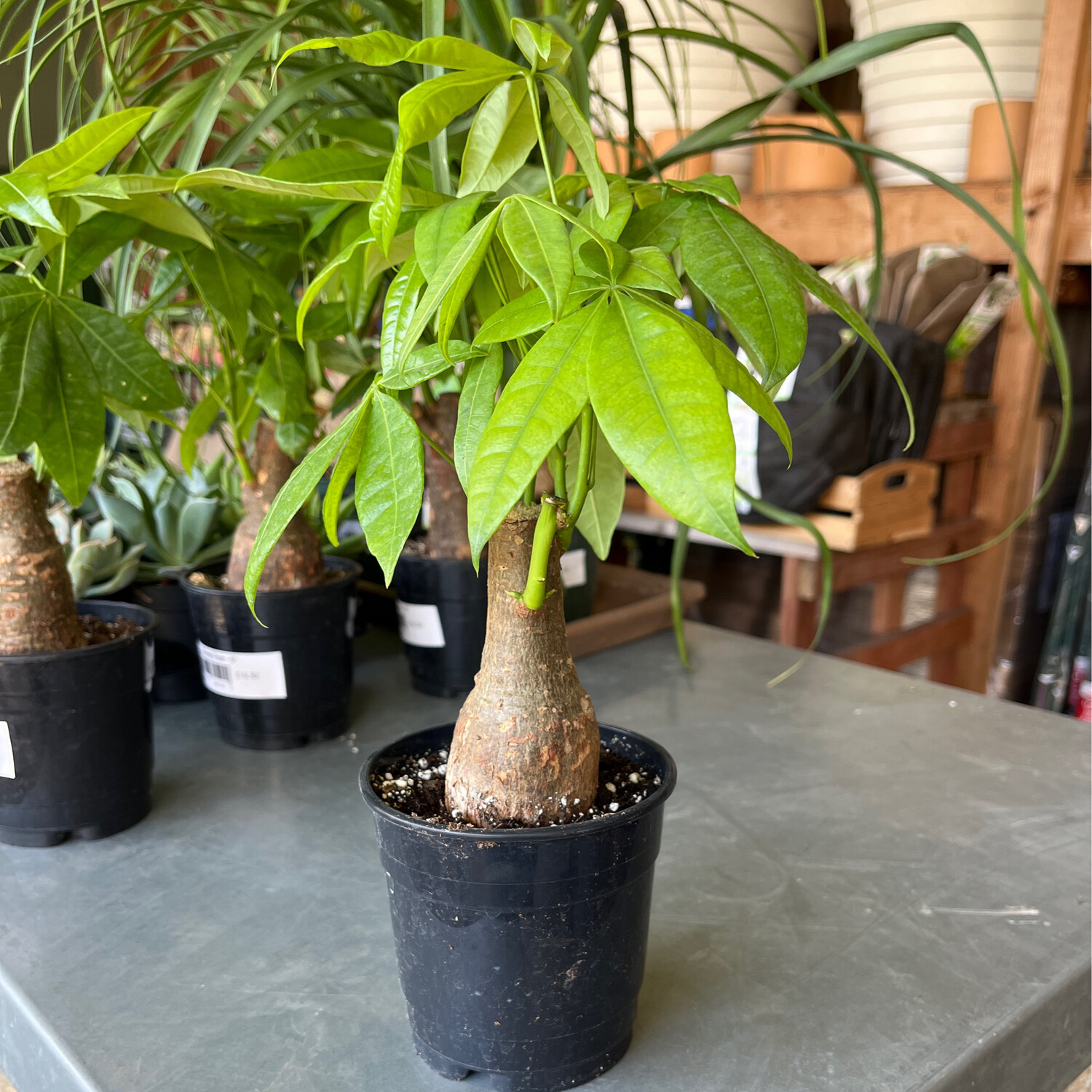 Money Tree - 5&quot;
