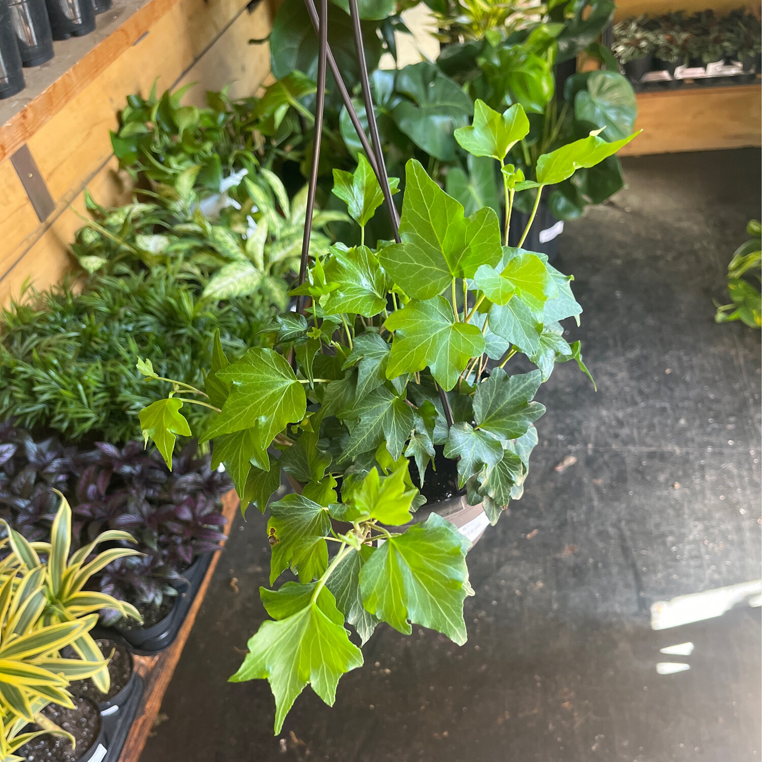 Hanging Ivy - 6&quot;