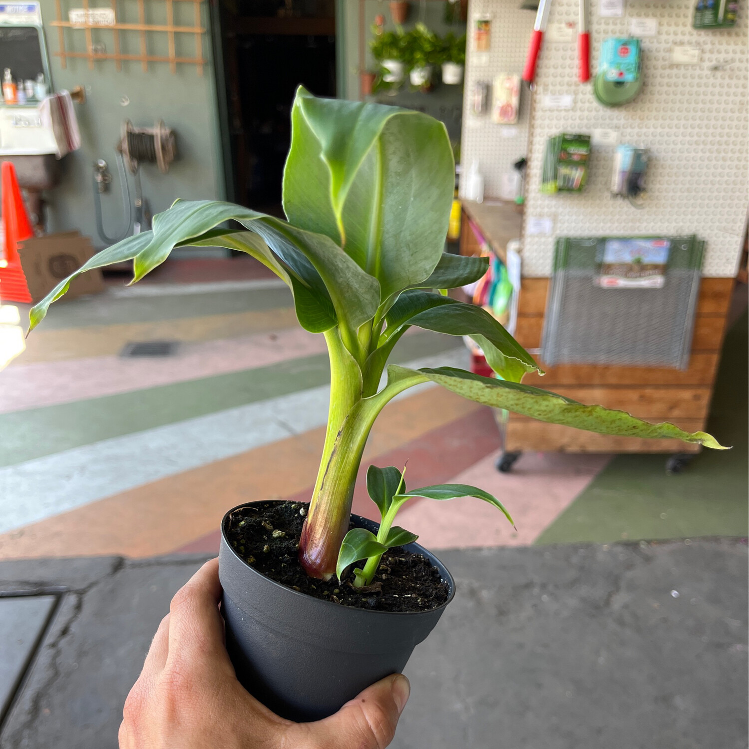 Banana Plant (Musa Tropicana) - 4&quot;