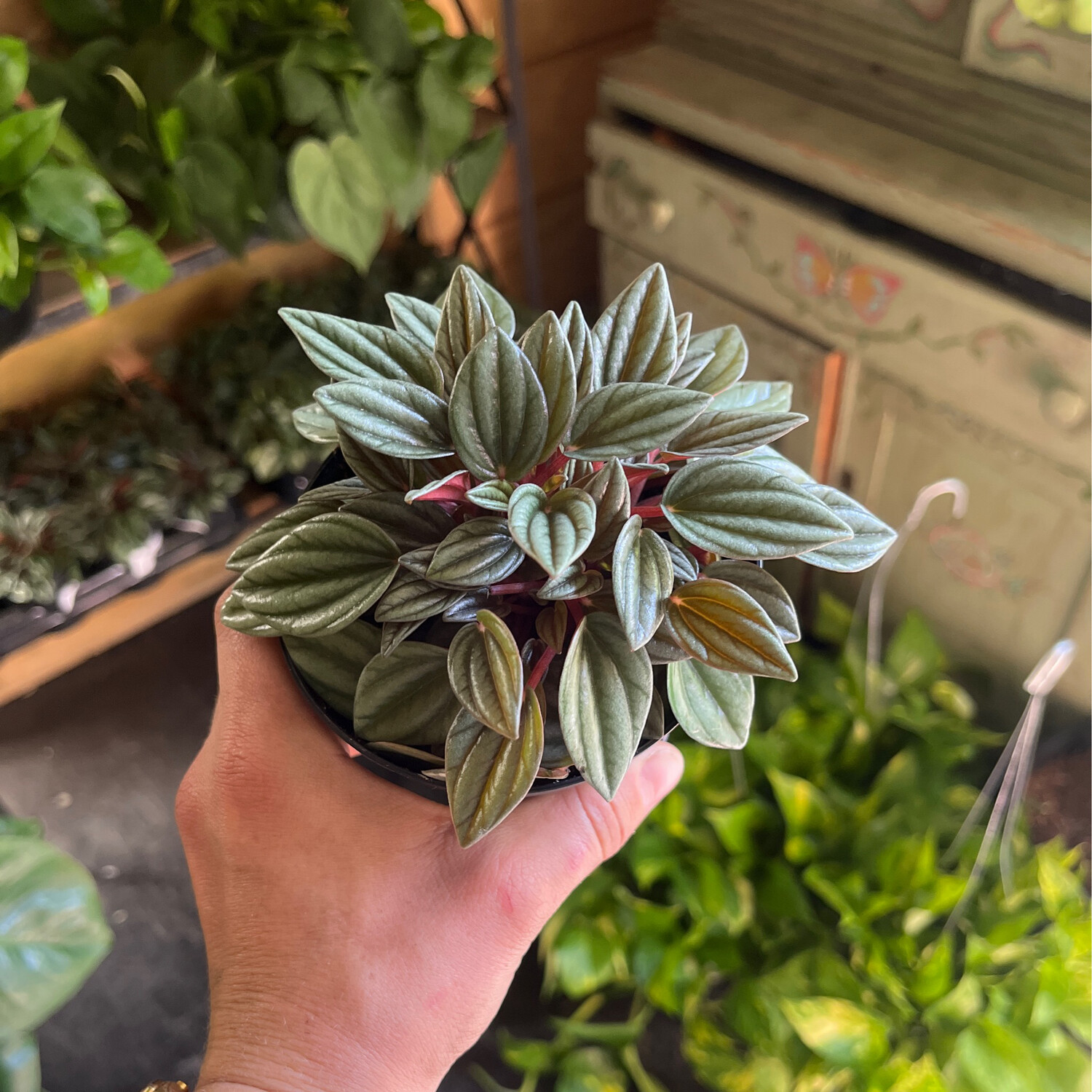 Peperomia San Marino - 4&quot;
