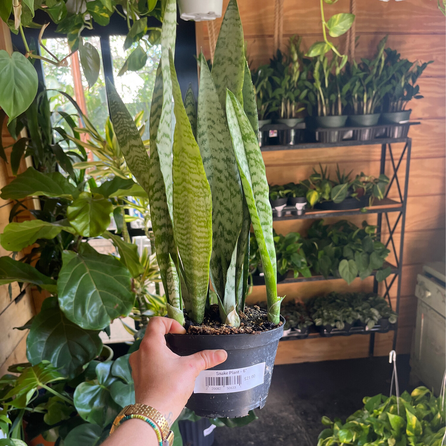 Snake Plant - 6&quot;