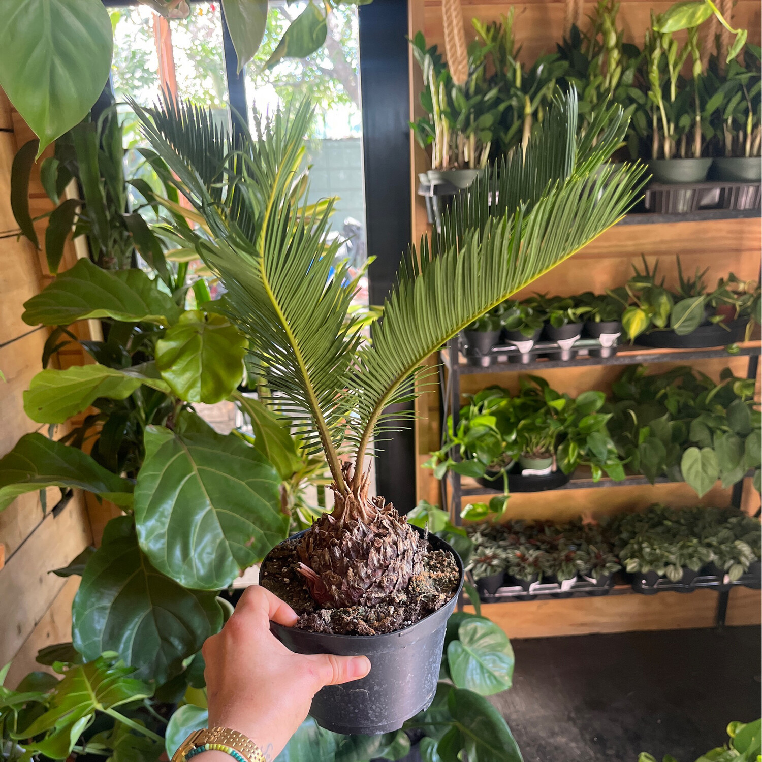 Sago Palm - 6&quot;