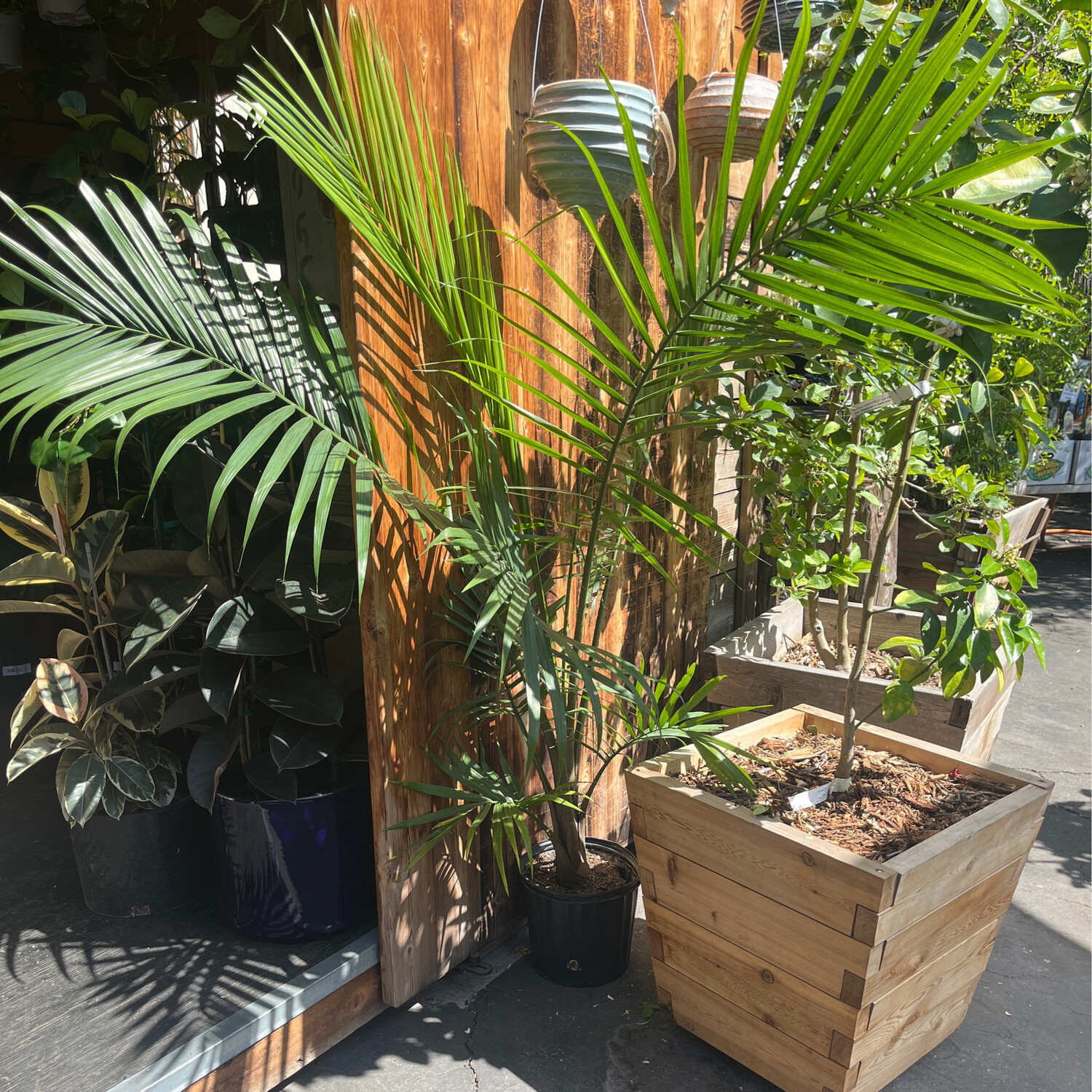 Majesty Palm - 10&quot;