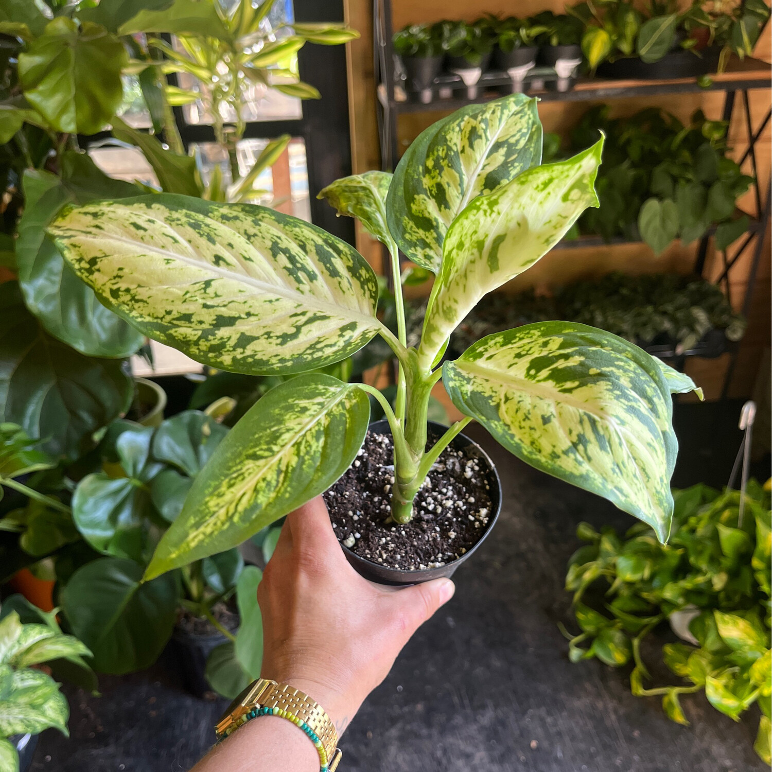 Diffenbachia &#39;Memoria Corsii&#39; - 8in