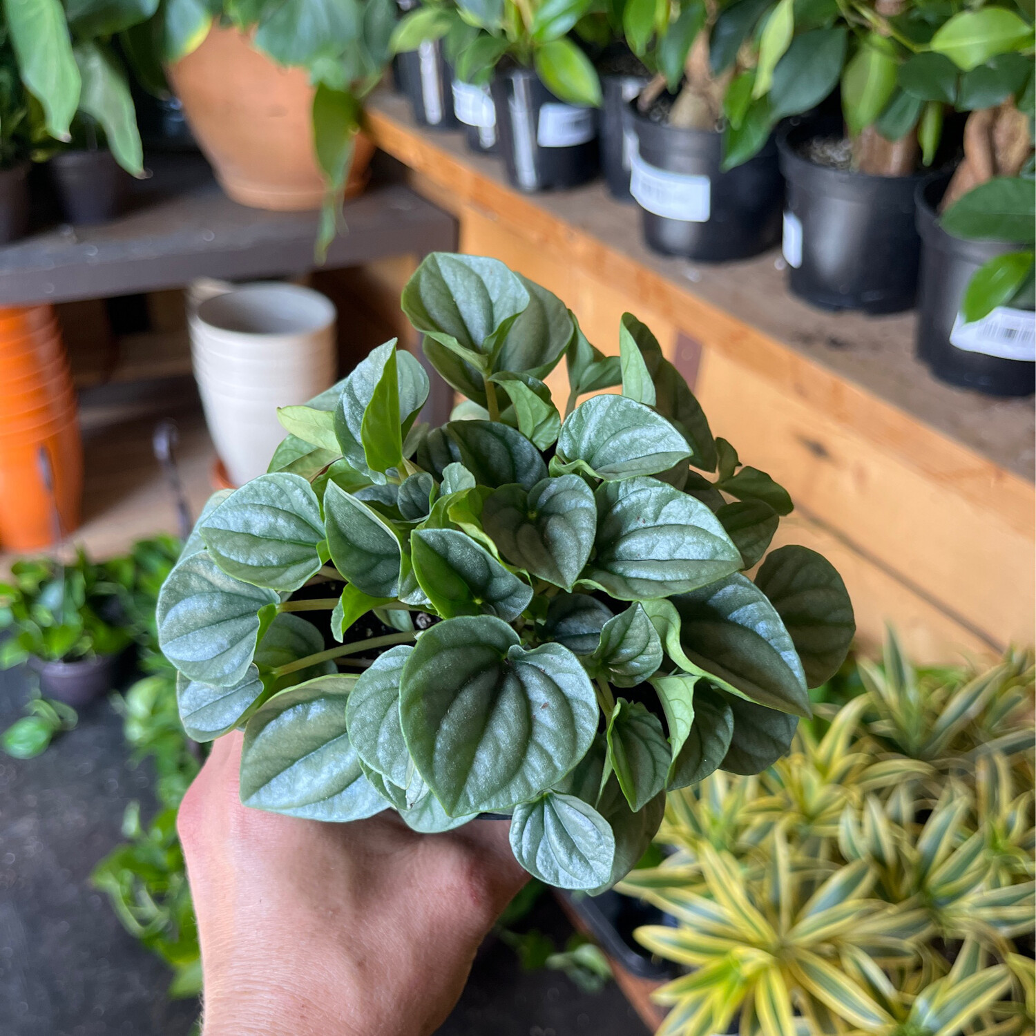 Peperomia Frost - 4&quot;