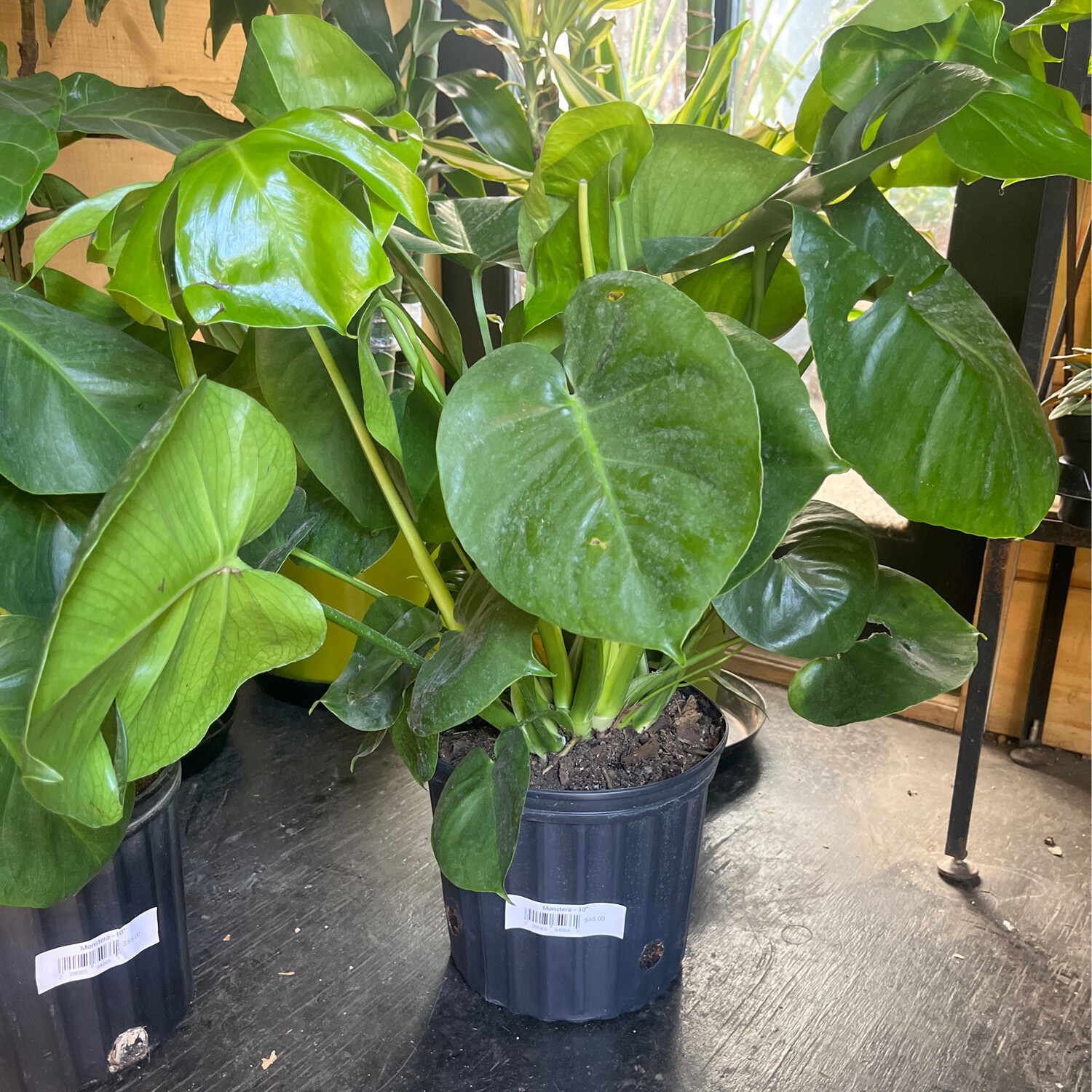 Monstera deliciosa (Split Leaf) - 10&quot;