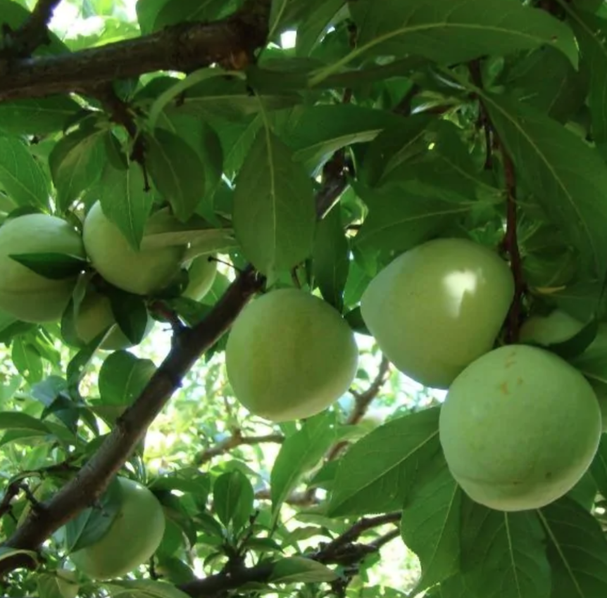 Emerald Drop Pluot - 15 gal