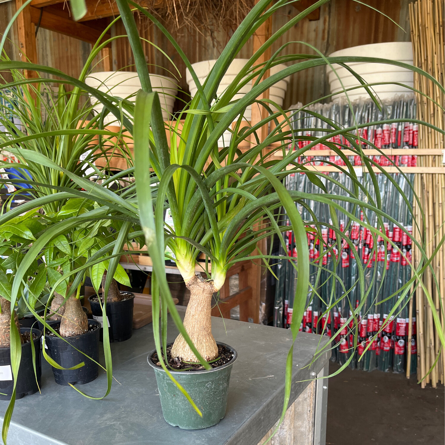 Ponytail Palm - 6&quot;